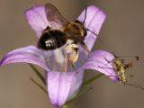 Andrena bicolor - Zweifarbige Sandbiene an Campanunla rapunculus, Rapunzel-Glockenblume Andrena bicolor - Zweifarbige Sandbiene an Campanunla rapunculus, Rapunzel-Glockenblume
