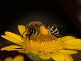 Colletes similis an Anthemis tinctoria Colletes similis an Anthemis tinctoria