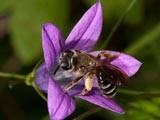 Andrena pandellei an Campanula patula Andrena pandellei an Campanula patula