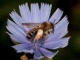 Dasypodahirtipes an Cichorium intybus Dasypodahirtipes an Cichorium intybus