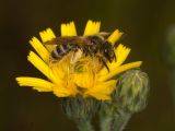 Halictus scabiosae - Glänzende Sandbiene an Picris hieracioides, Gewöhnliches Bitterkraut Halictus scabiosae - Glänzende Sandbiene an Picris hieracioides, Gewöhnliches Bitterkraut