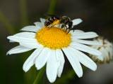 Lasioglossum calceatum an Matriacaria inodora Lasioglossum calceatum an Matriacaria inodora